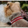 2 Row Giltmore Collar by Susan Lanci Designs - Collars