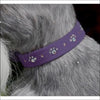 Crystal Paws Collar - Collars