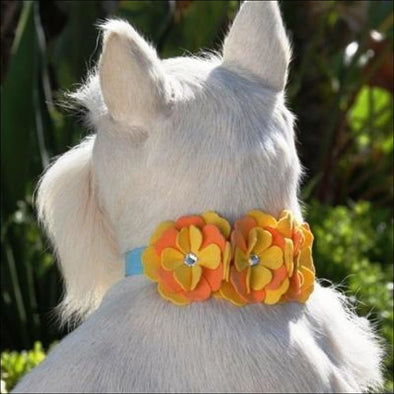Darla Collar - Collars