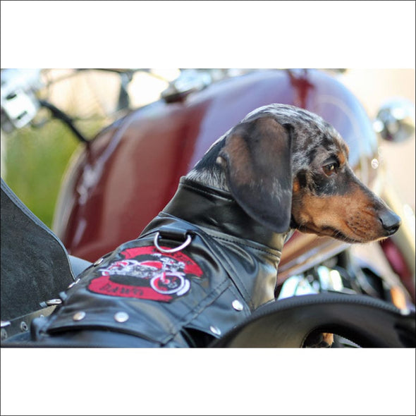 NEW-Doggie Design Black Biker Dawg Motorcycle Jacket - 