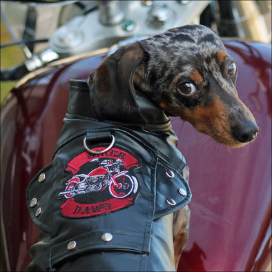 NEW-Doggie Design Black Biker Dawg Motorcycle Jacket - 