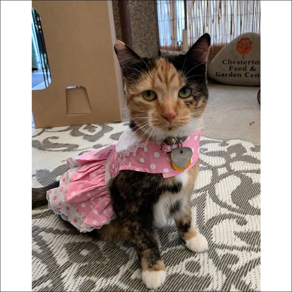 NEW-Doggie Design Pink Polka Dot and Lace Dog Dress Set with