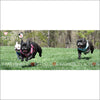 NEW-Doggie Design Solid Color Mesh Wrap and Snap Choke Free 