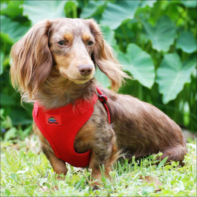 NEW-Doggie Design Solid Color Mesh Wrap and Snap Choke Free 