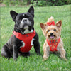 NEW-Doggie Design Solid Color Mesh Wrap and Snap Choke Free 