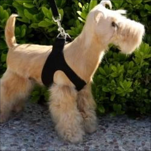Plain Step In Harness by Susan Lanci Designs - Pet Collars &