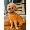 Preppy Pup Collection by Dallas Dogs - Designer Sweater