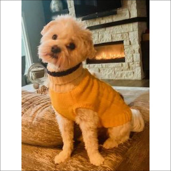 Preppy Pup Collection by Dallas Dogs - Designer Sweater