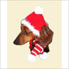 Red Holiday Dog Hat & Candy Cane Dog Scarf*