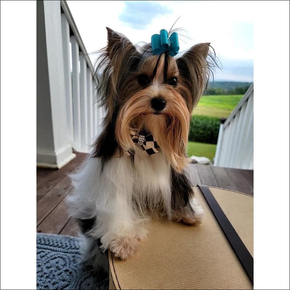 Windsor Check Nouveau Bow Leash By Susan Lanci Desings - Pet